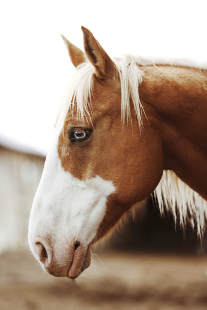 Ace Profile