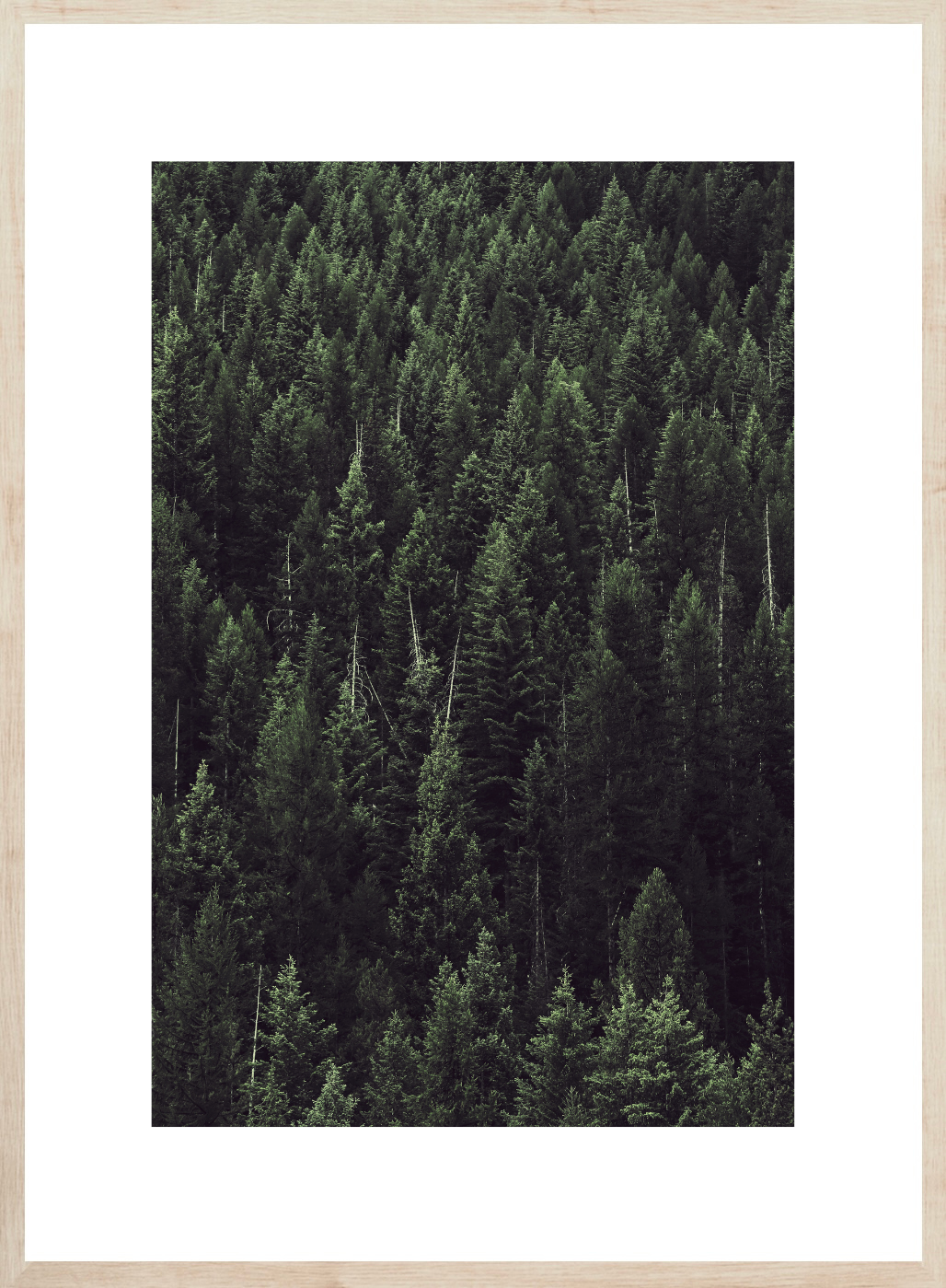 Idaho Forest